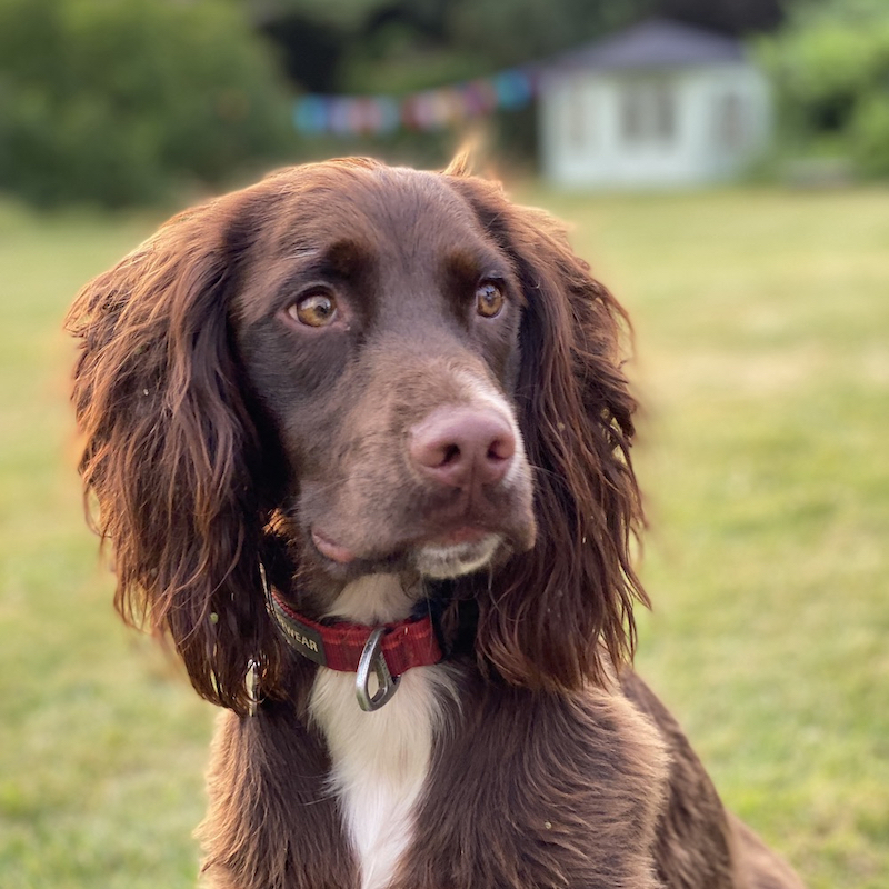 Picture of a dog